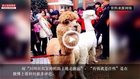 四川某高校請(qǐng)羊駝助陣馬術(shù)專業(yè) 網(wǎng)友稱有錢(qián)任性