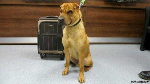 蘇格蘭動(dòng)物權(quán)益慈善組織已經(jīng)通過(guò)芯片查出這只小狗的名字叫凱。