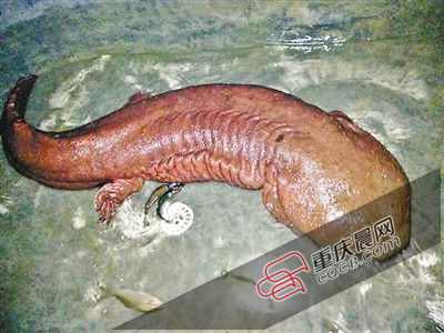 巫山抱龍鎮(zhèn)的超級娃娃魚。