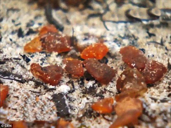 波羅的海的一場(chǎng)暴風(fēng)雨將琥珀卷到了岸上，這里包攬了全球90%的琥珀產(chǎn)量。