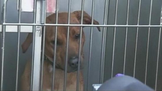 圖為當(dāng)時(shí)襲擊艾琳的兩只惡犬其中之一。