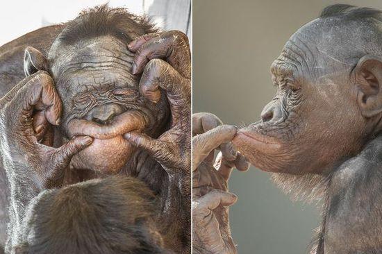 黑猩猩擺各種姿勢拍照。