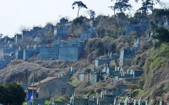 浙江紹興墓群為復(fù)綠遭刷綠漆 當(dāng)?shù)胤Q因難種樹(圖)