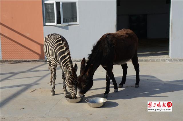 圖斑馬和驢子在一起共同進(jìn)食。