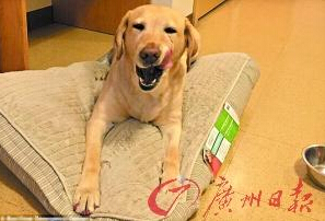 機(jī)智的導(dǎo)盲犬尤蘭達(dá)。