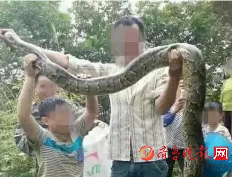 膽真大！男子抓野生大蟒燉湯 蟒蛇屬國家一級(jí)保護(hù)動(dòng)物(圖)