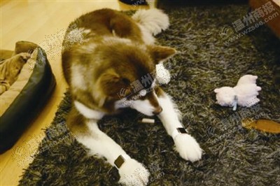 說到蘋果表，昨天的網(wǎng)友大為感嘆：人比人，氣死人了。不！是人比狗，氣死人。