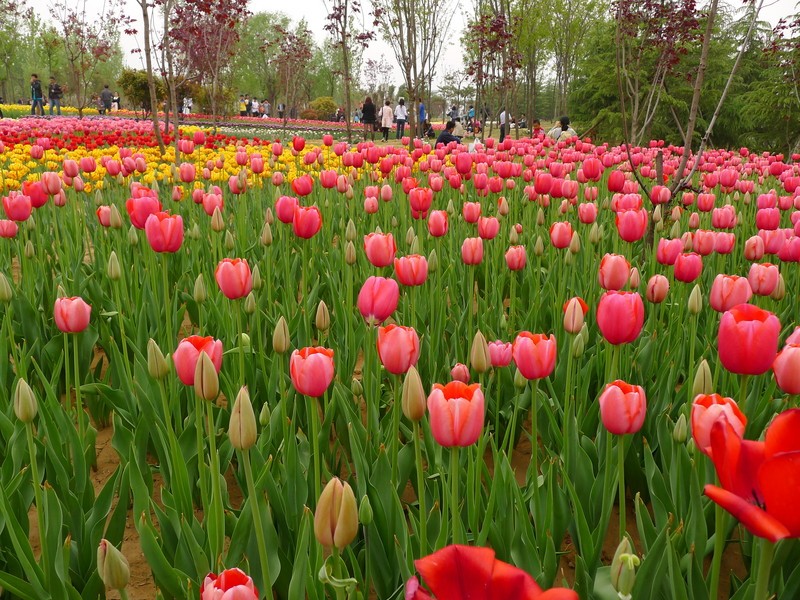 粽子節(jié)遇上兒童節(jié)，你想好去哪了么？