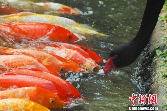 深圳動物園黑天鵝喂食錦鯉魚“日久生情”場面溫馨 深圳動物園黑天鵝喂食錦鯉魚“日久生情”場面溫馨