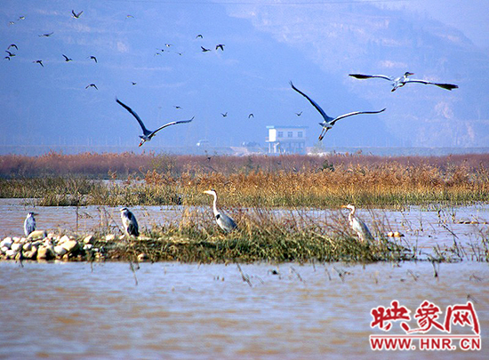 濟(jì)源小浪底景區(qū)積極籌備第五屆“觀鳥季”