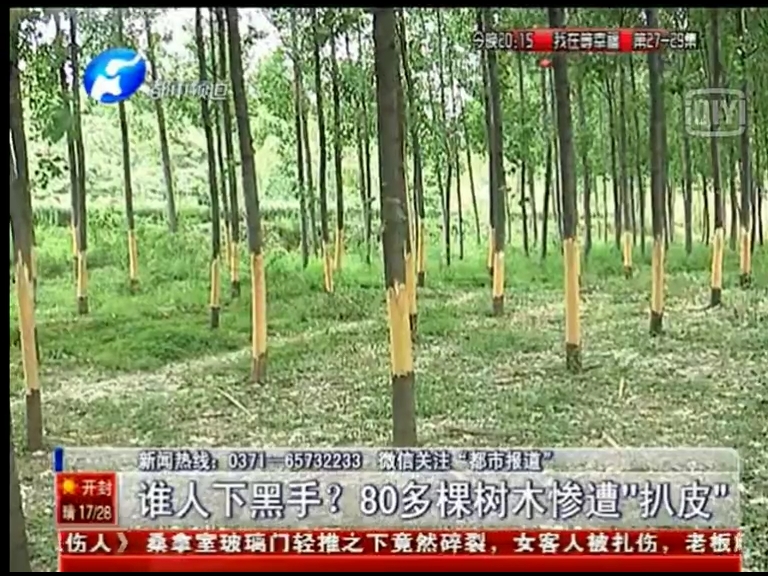 80多棵樹被“扒皮” 誰痛下黑手？
