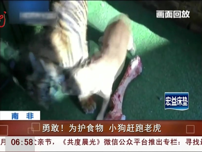 勇敢！為護(hù)食物 小狗趕跑老虎