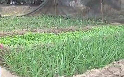 生態(tài)廊道變菜園 誰干的？