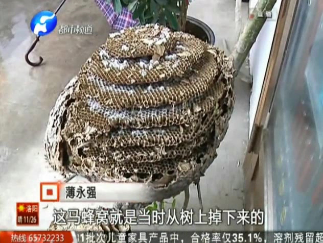 舞鋼驚現九層超大馬蜂窩