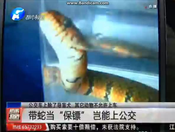 小伙兒帶蛇上公交被阻 竟把蛇扔車(chē)上