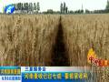 河南麥?zhǔn)找堰^(guò)七成 要抓緊收種