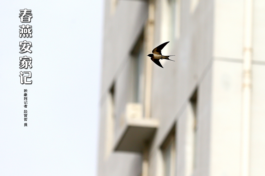 為了愛巢，每天奔波在樓宇間不斷努力